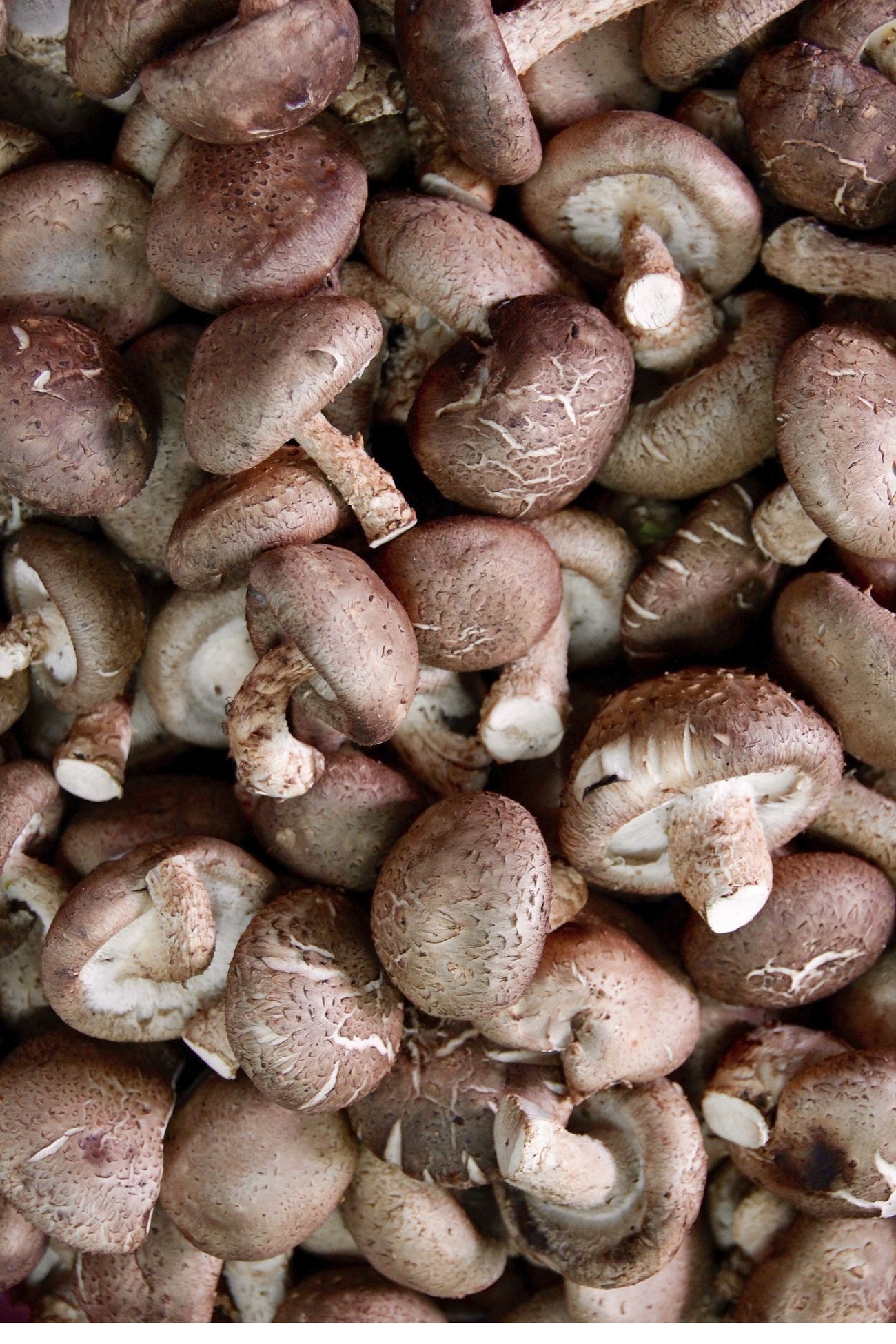 Group of edible mushrooms